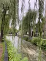 祇園白川の写真_560395