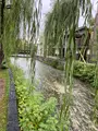 祇園白川の写真_560397