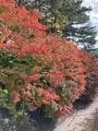 もみじ回廊の写真_560452