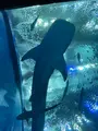 沖縄美ら海水族館の写真_560825