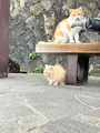 猫の細道の写真_561990