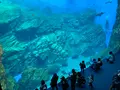 仙台うみの杜水族館の写真_562138