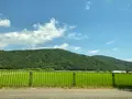メタセコイア並木の写真_565001