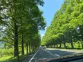 メタセコイア並木の写真_565003