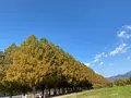 メタセコイア並木の写真_565006