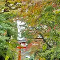 宇治上神社の写真_565254