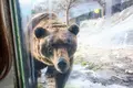 のぼりべつクマ牧場の写真_566068