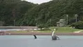 座間味港の写真_566625