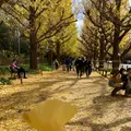 明治神宮外苑いちょう並木の写真_566845
