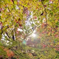 長寿寺の写真_567061