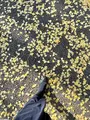 日比谷公園の写真_569289