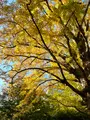 日比谷公園の写真_569292