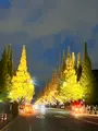 明治神宮外苑いちょう並木の写真_569313