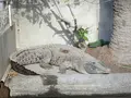 鬼山地獄の写真_570520