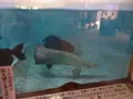白池地獄の写真_570528