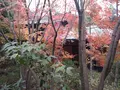 箱根湯寮の写真_570568