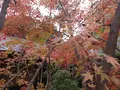 箱根湯寮の写真_570571