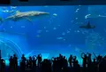沖縄美ら海水族館の写真_571321