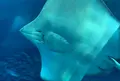沖縄美ら海水族館の写真_571322