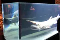 沖縄美ら海水族館の写真_571323