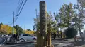 垂水千本イチョウ園の写真_573204