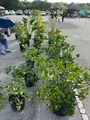 Dededo Flea market（デデドの朝市）の写真_574550