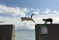 佐柳島の写真_576073