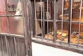 ネコノテパン工場の写真_578789