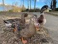 千波湖の写真_580191