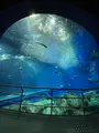 アクアワールド茨城県大洗水族館の写真_580195