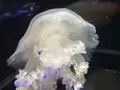 鶴岡市立加茂水族館（クラゲドリーム館）の写真_580201