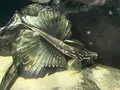 鶴岡市立加茂水族館（クラゲドリーム館）の写真_580202