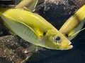 鶴岡市立加茂水族館（クラゲドリーム館）の写真_580204