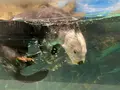 マリンワールド海の中道の写真_580213