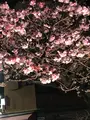 糸川遊歩道の写真_582377