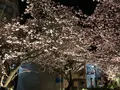 あたみ桜 糸川桜まつりの写真_582385