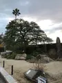 お宮の松の写真_582394