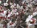曽我梅林の写真_582563