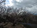 曽我梅林の写真_582569