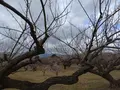 曽我梅林の写真_582570