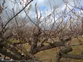 曽我梅林の写真_582571