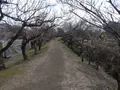 曽我梅林の写真_582572
