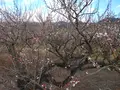 曽我梅林の写真_582573