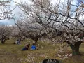 曽我梅林の写真_582576