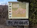 曽我梅林の写真_582578