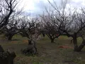 曽我梅林の写真_582579