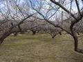曽我梅林の写真_582580