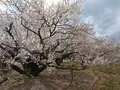 曽我梅林の写真_582582