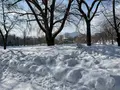 中島公園の写真_582852