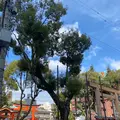 生田神社の写真_584487